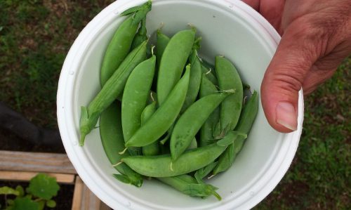 children harvest snap peas from garden for snack time